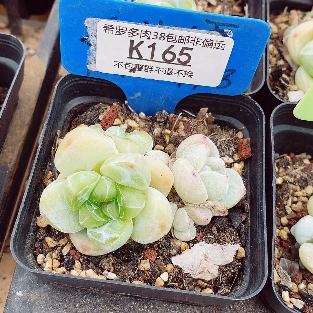 山*.冰玉5-6cm多肉植物