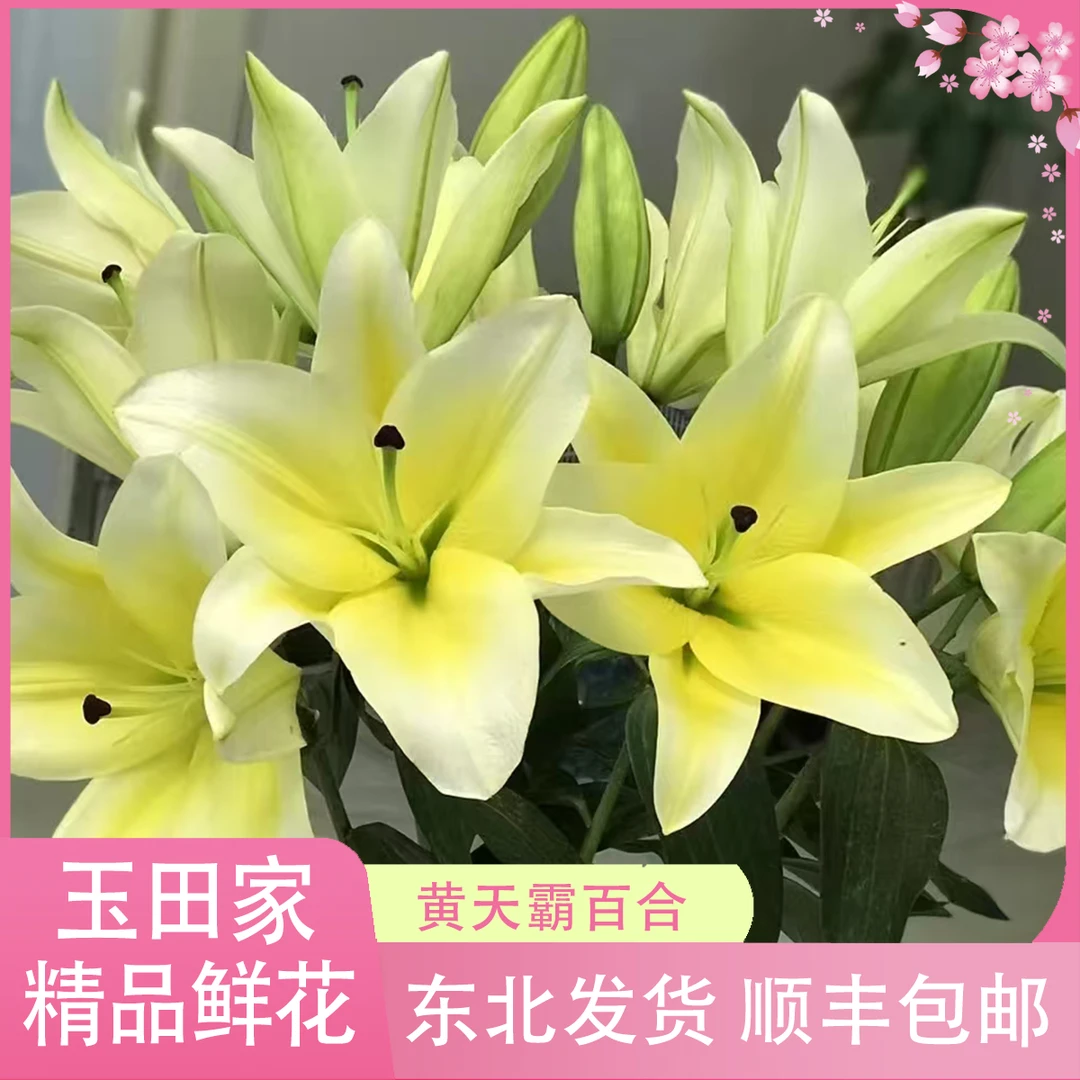 黄天霸香水百合百合 居家办公优选《东北基地发货》