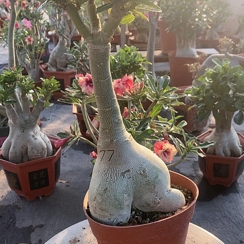 【闪购商品】当前无花朵，栽培后可花朵?****香绿植