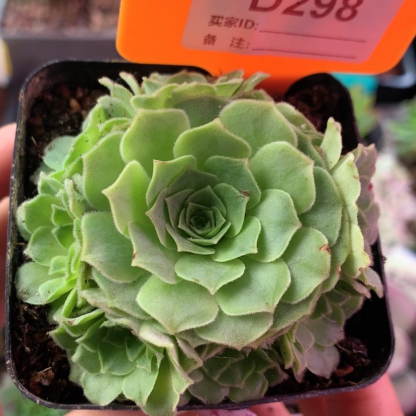 【闪购商品】花绒298