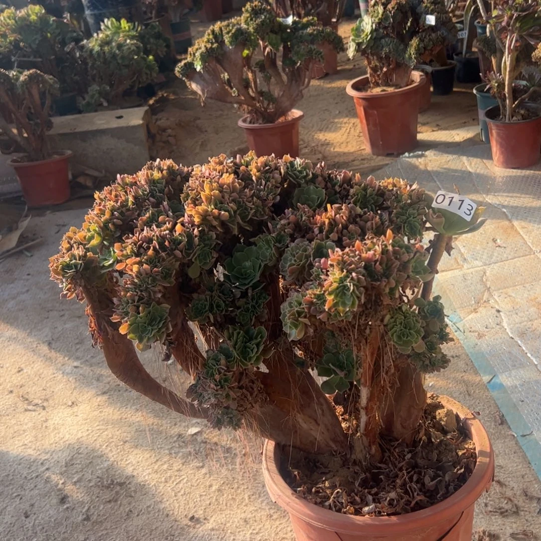 玫瑰缀有伤113官府42