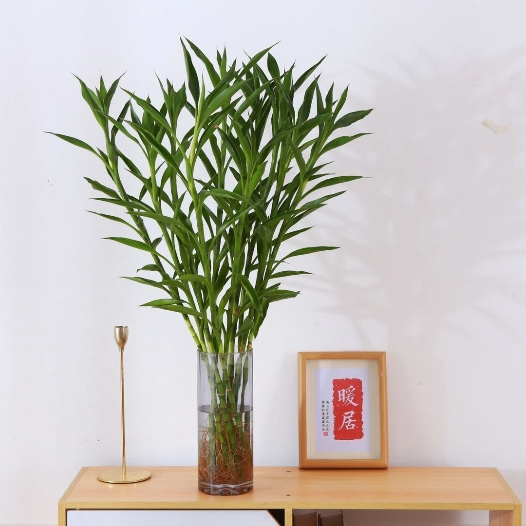 【带根发货】水培招财竹室内绿植加湿空气四季常青带根好养活