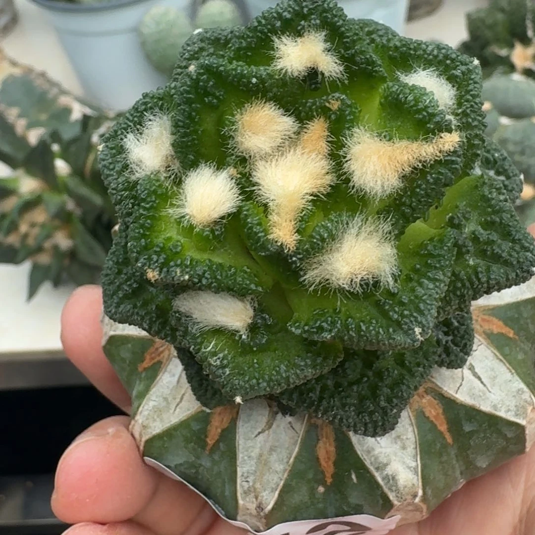 【闪购商品】无花朵飘****）博士辛顿452