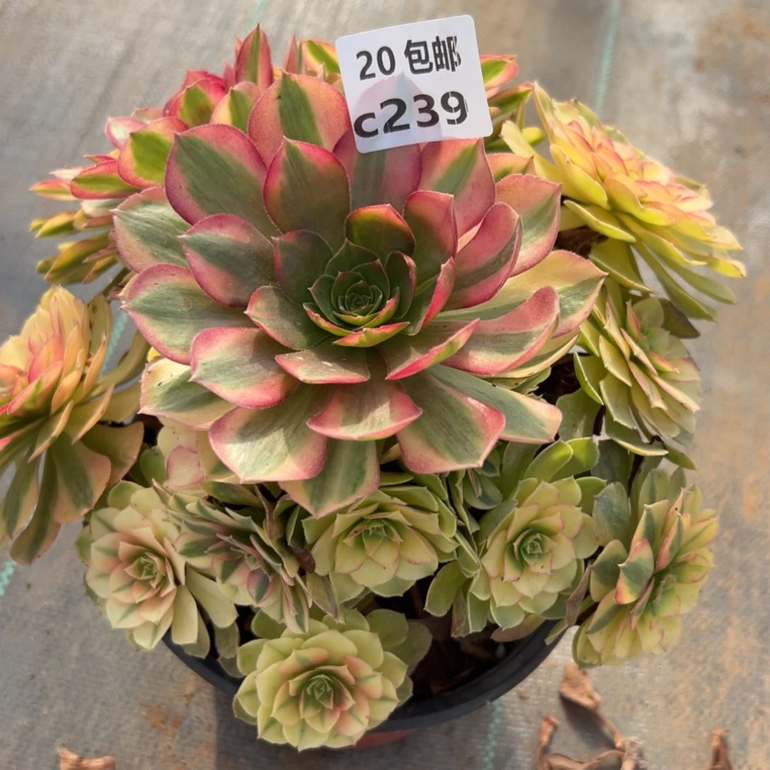 239雨荷，满20包邮