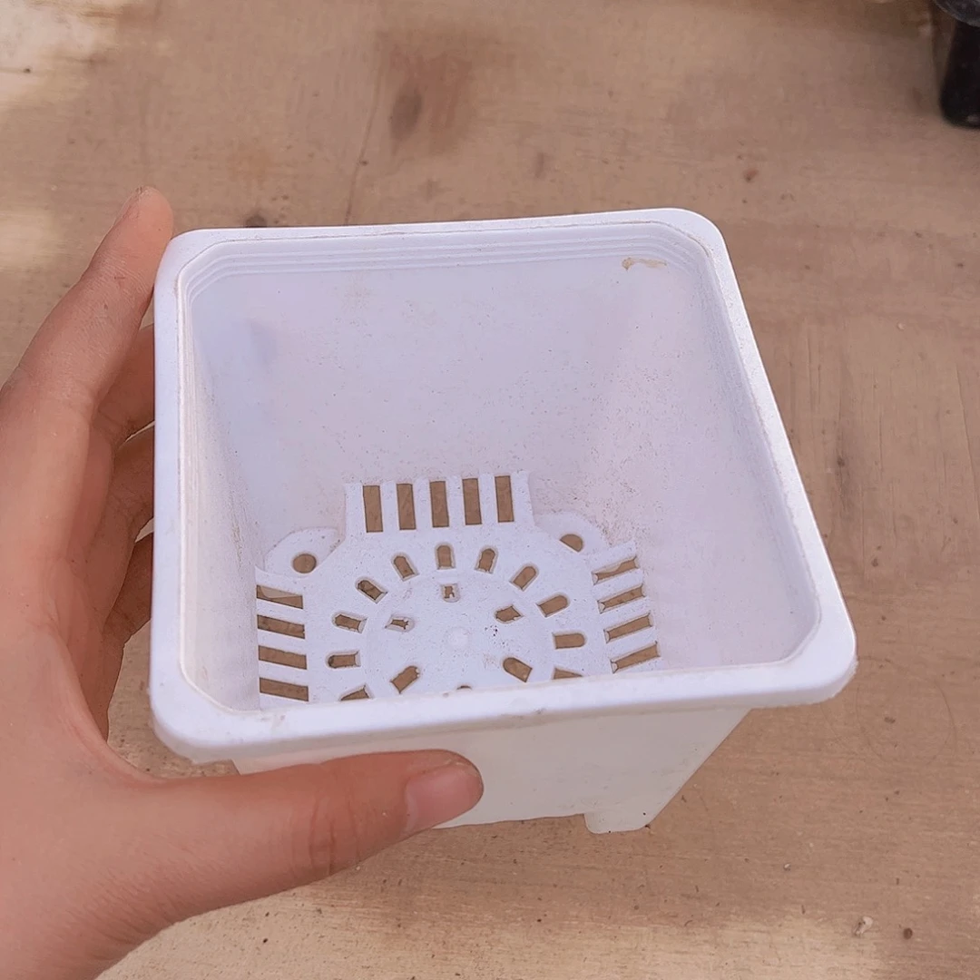 吖****！多肉盆3个多肉植物