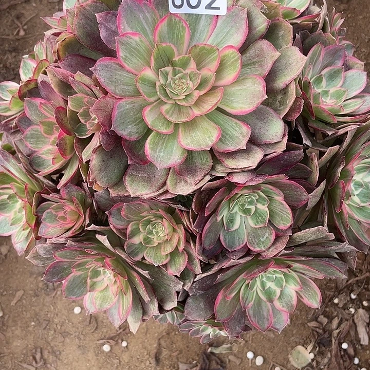 802莲花座多肉葡萄