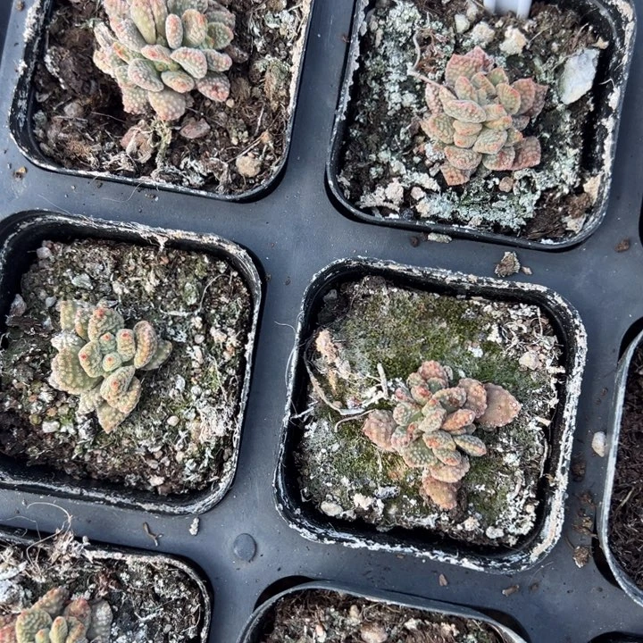 火子兔子一颗量拍多肉满20包邮下午发