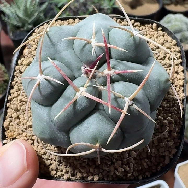 实生白肌天晃丸仙人球