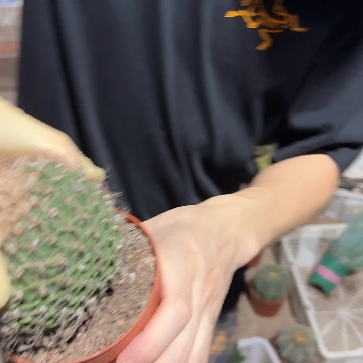 一行园艺【帝冠】1颗