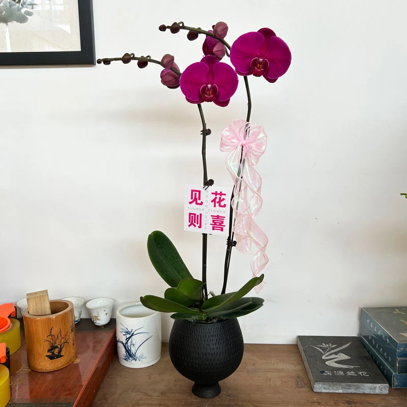 蝴蝶兰大辣椒带花苞带花剑紫红色大花室内绿植花卉基地直发