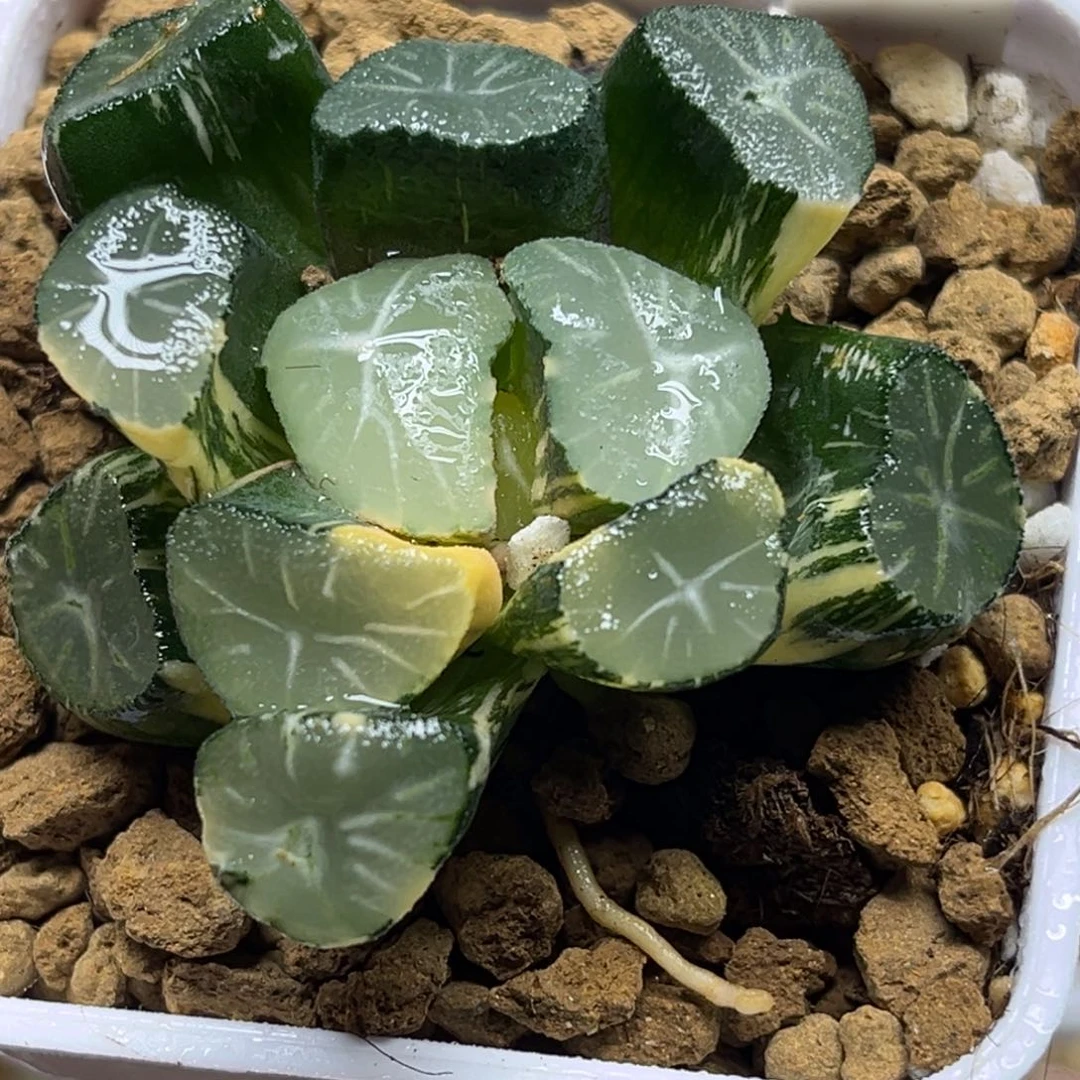 88玉龙万象锦福利专场