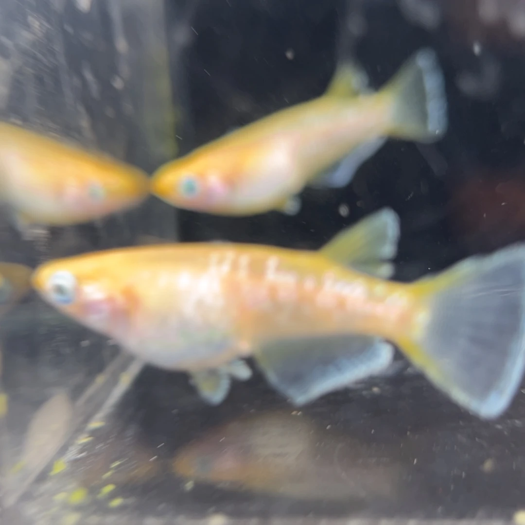 青鳉鱼217酥油灯一对