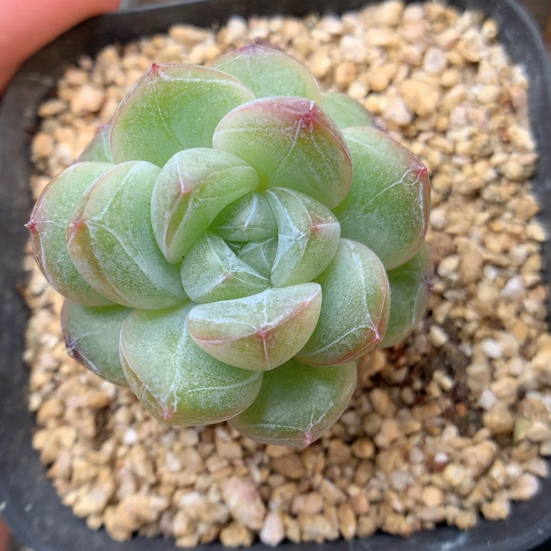 E24 ，20包邮两天凑单偏远不发货