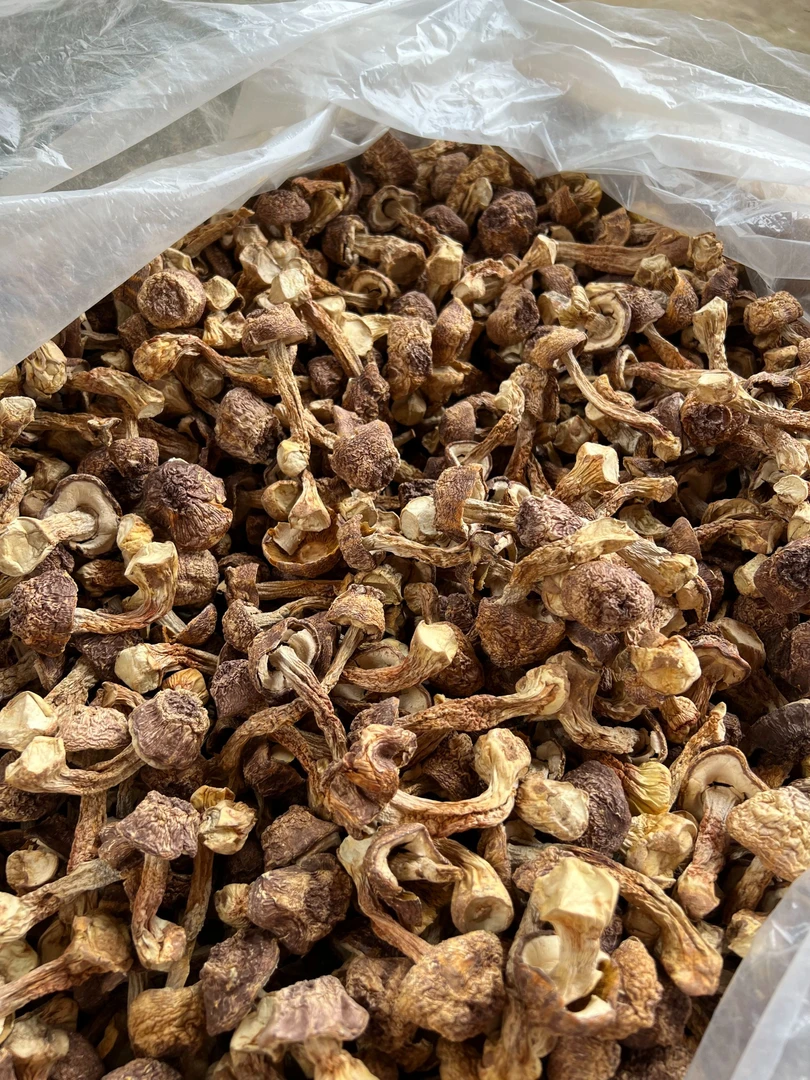 姬松茸干货云南特产精选无硫松茸菌巴西菇蘑菇菌菇250g