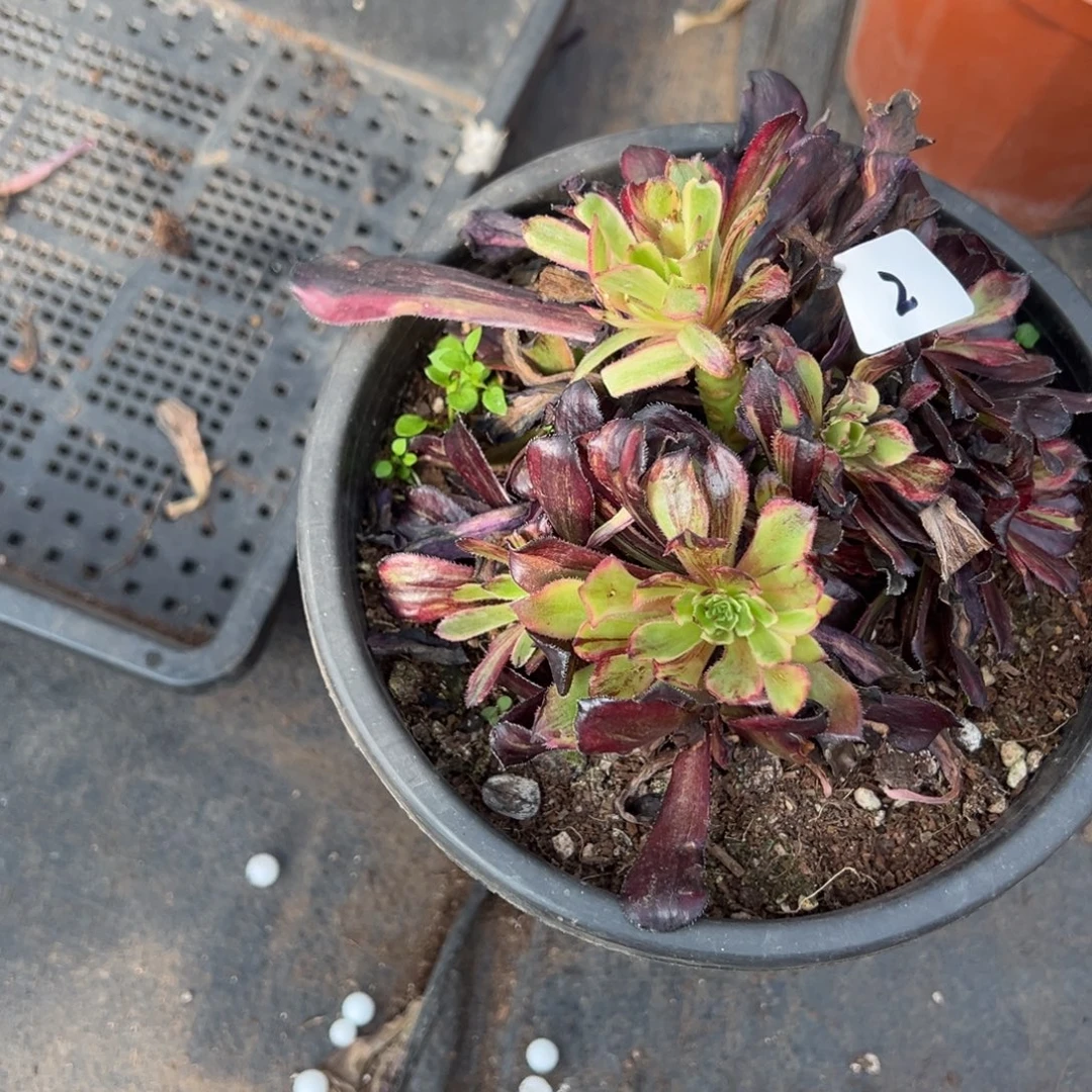 2繁华多肉嘻嘻嘻多肉