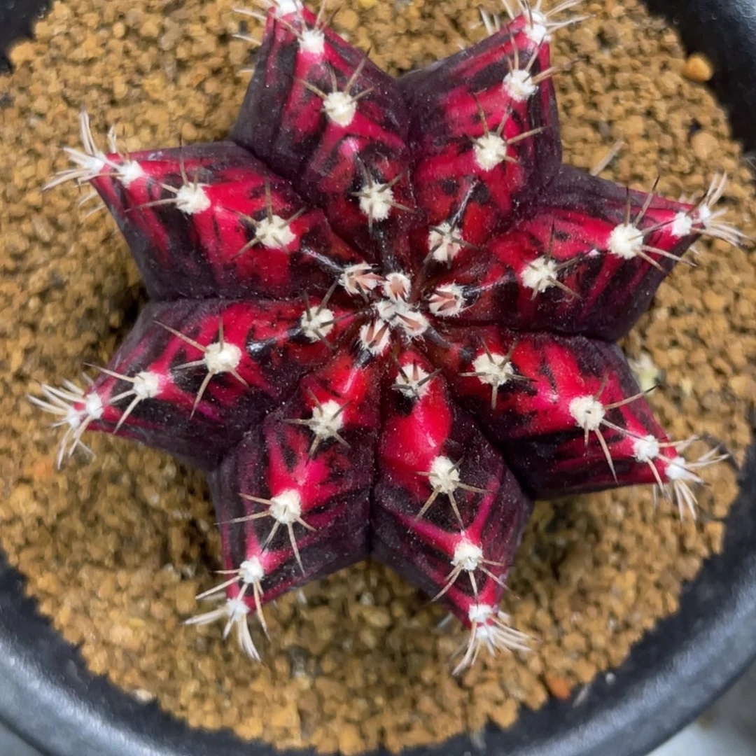 当前无花朵，栽培后可花朵黑寡妇，鸡血红米哈锦