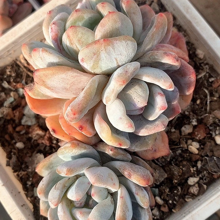 小***牛星影石化三头A963号