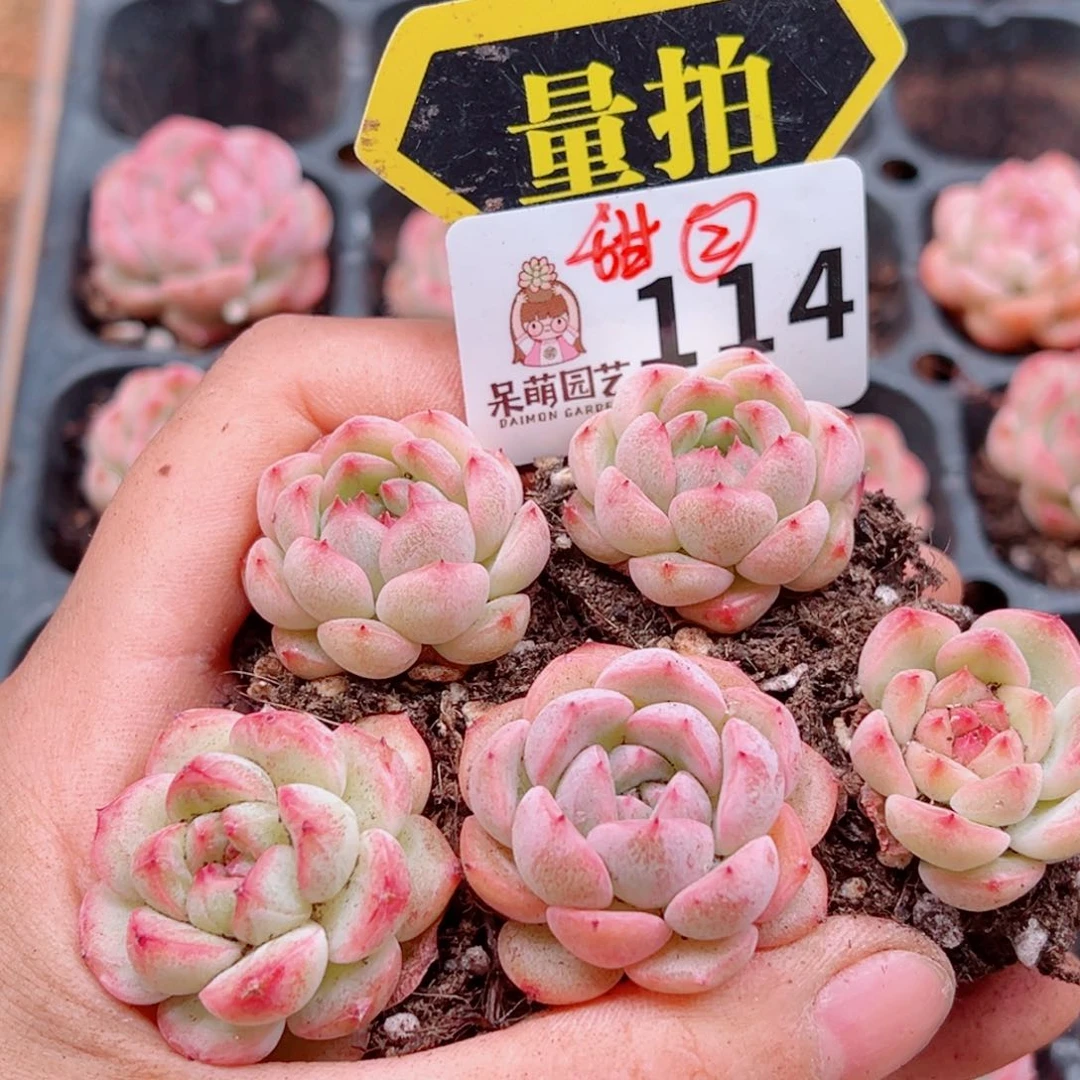 当前无花朵，栽培后可花朵