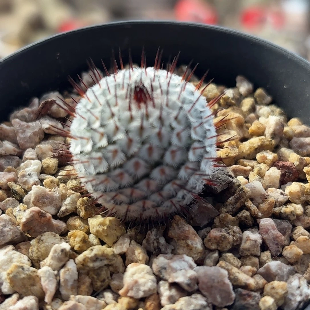 仙人球实生直刺佩雷