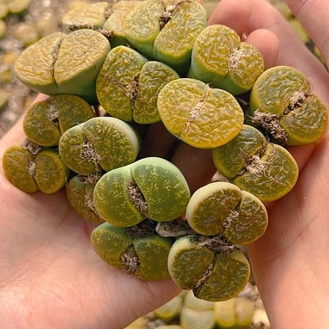 【闪购商品】25656