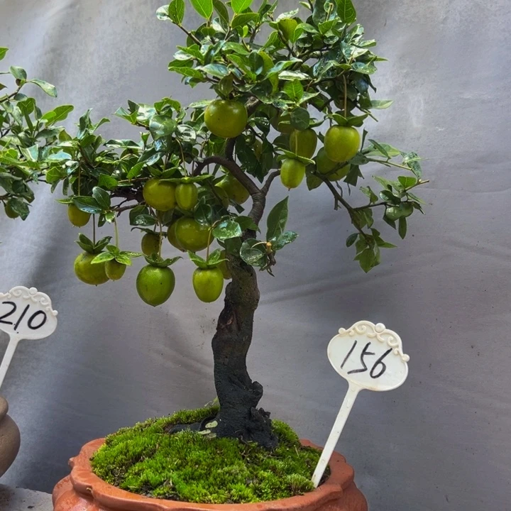 郑***人无花朵金弹子盆景一物一拍