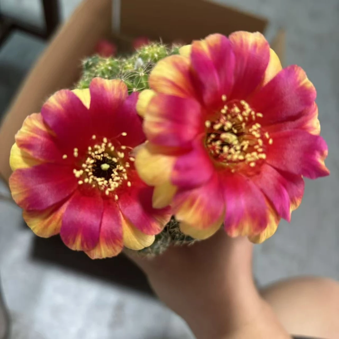 红双喜丽花8cm     仙人球夏型种绿植盆栽桌面阳台