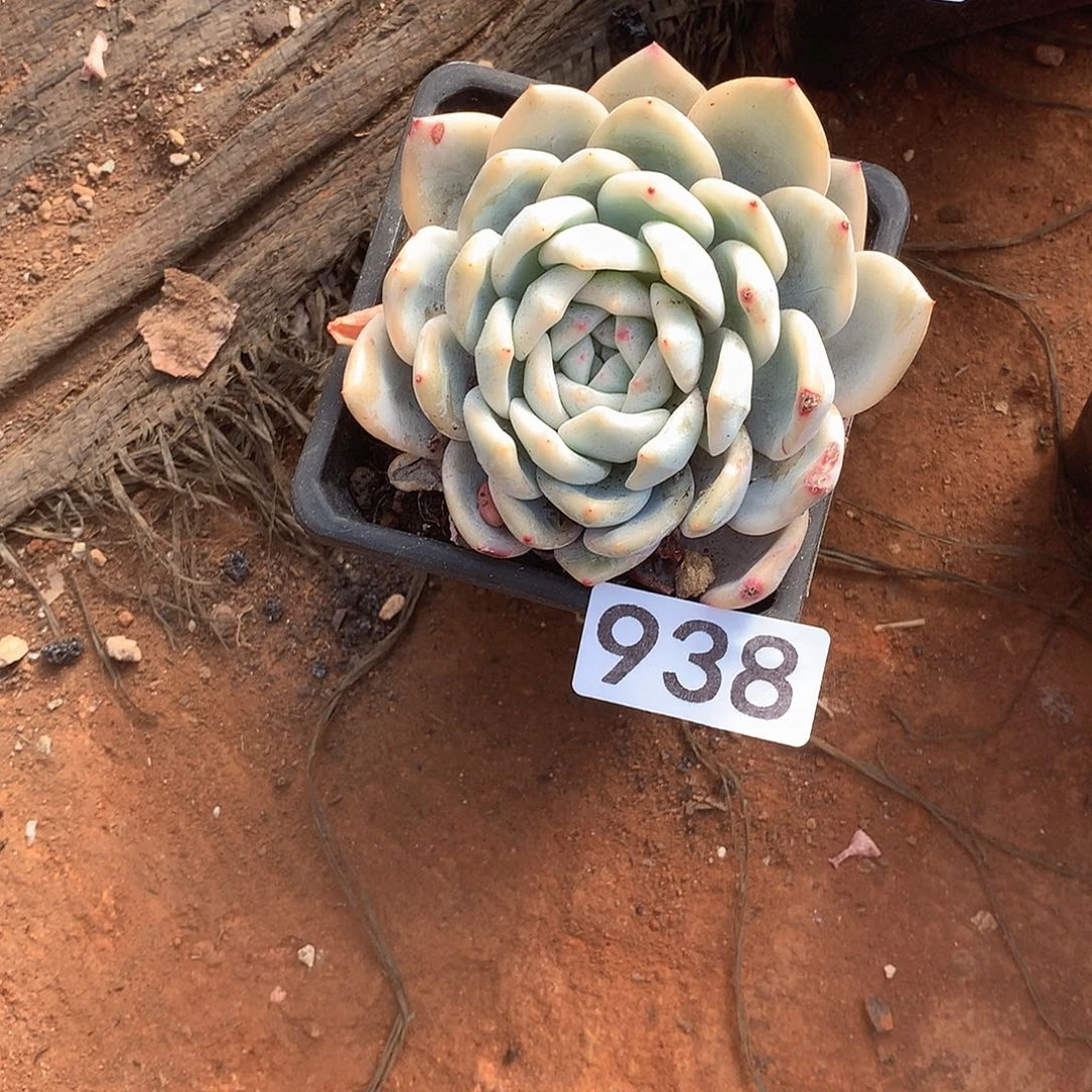 938 一物一拍多肉！