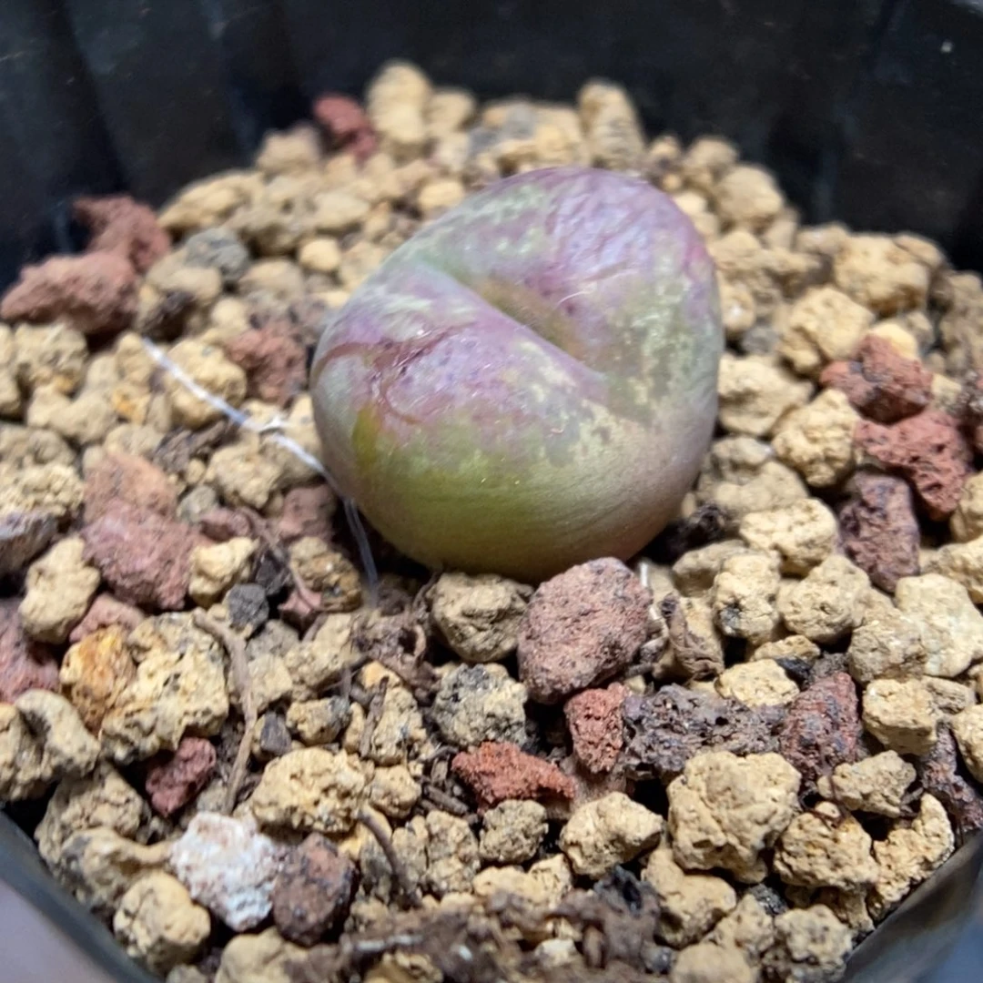 多肉植物肉锥杂交K-664 KFG墨杂