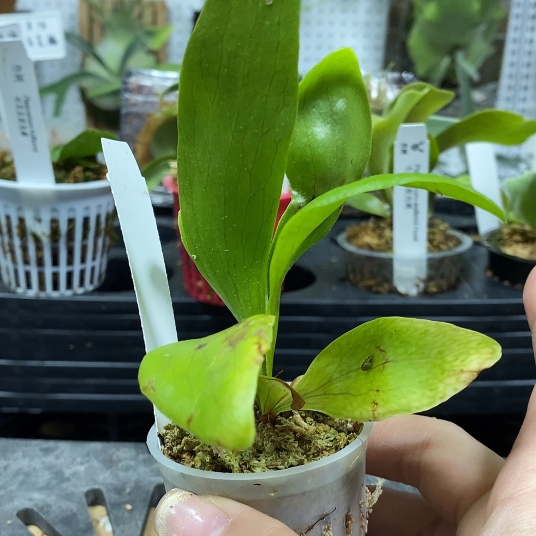 无花朵雷电鹿角蕨