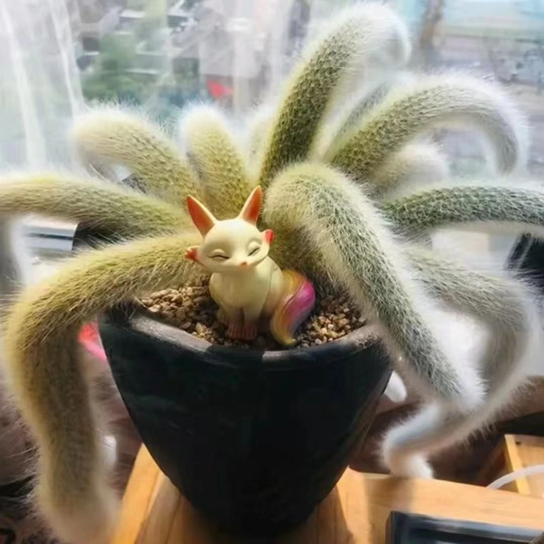 开花九尾狐多肉植物高档盆栽花长毛系列猴尾巴办公室盆栽防辐射