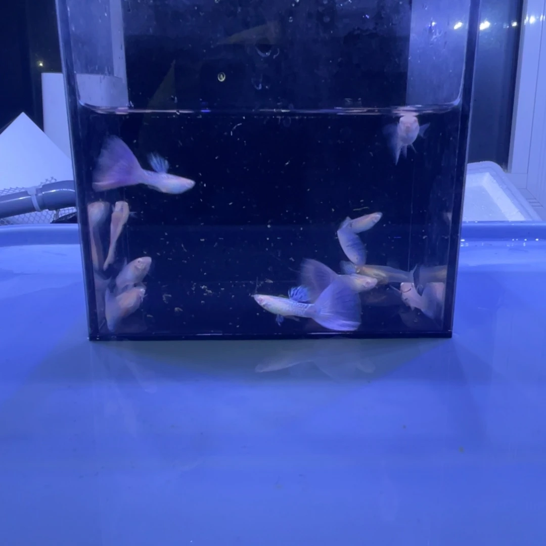 孔雀鱼樱花粉5对开箱视频报损