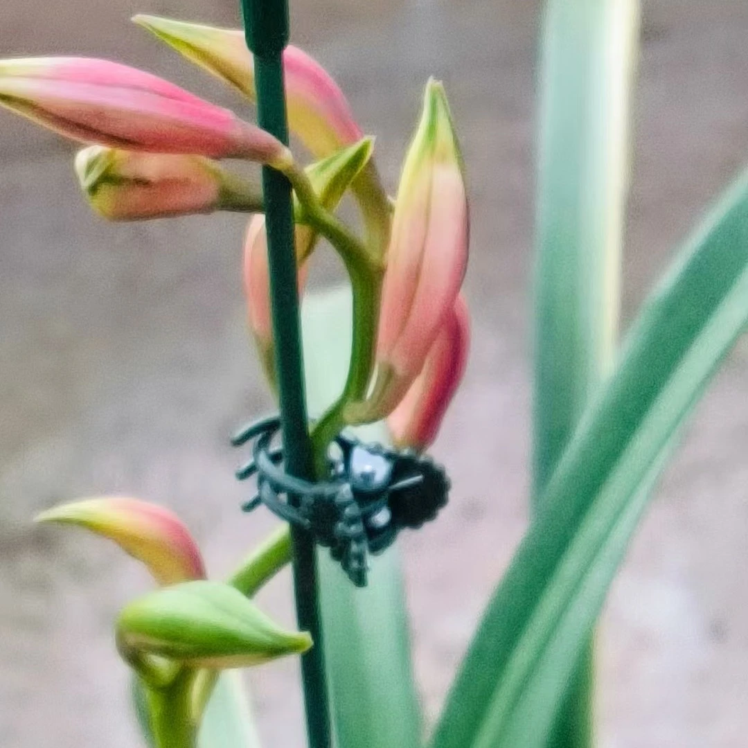 云南虎头兰红嘴鸥艺草