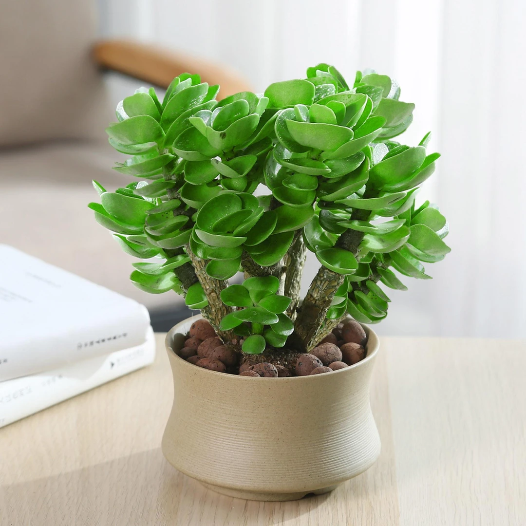 金钱木盆栽老桩多肉植物招财室内办公室桌面好养绿植花卉小金钱树