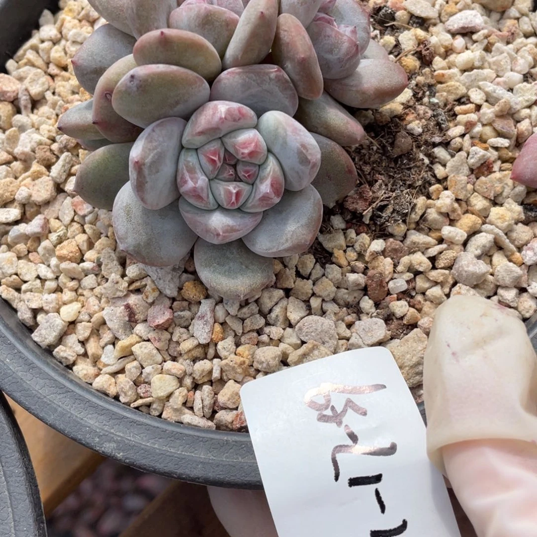 11-17-59静好多肉园艺