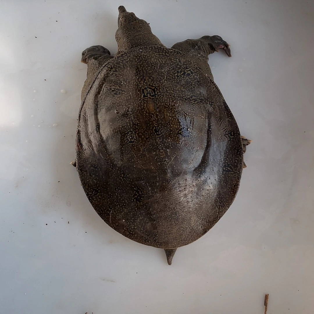 中国大陆12345678