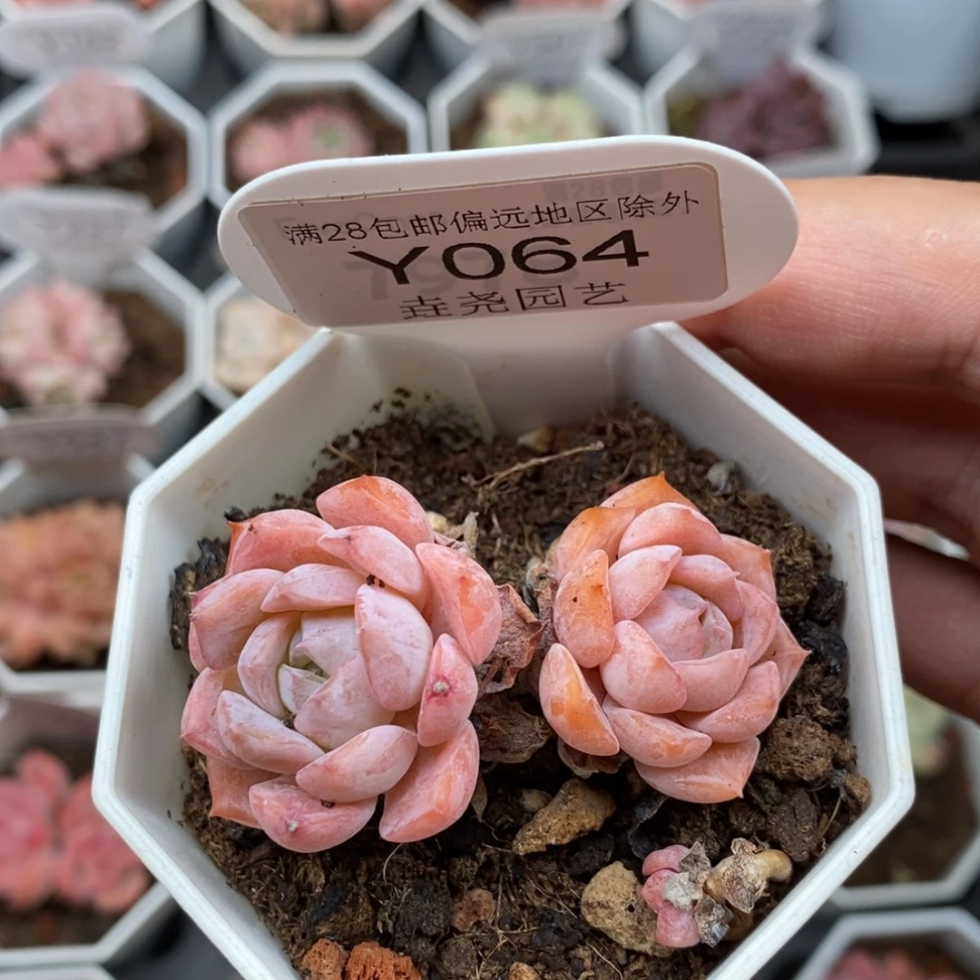 0064 格瑞斯惊喜 5cm
