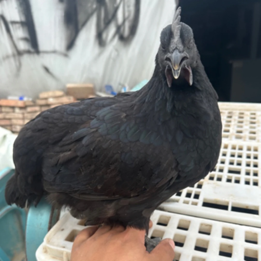 五黑鸡  直播下单 顺丰快递