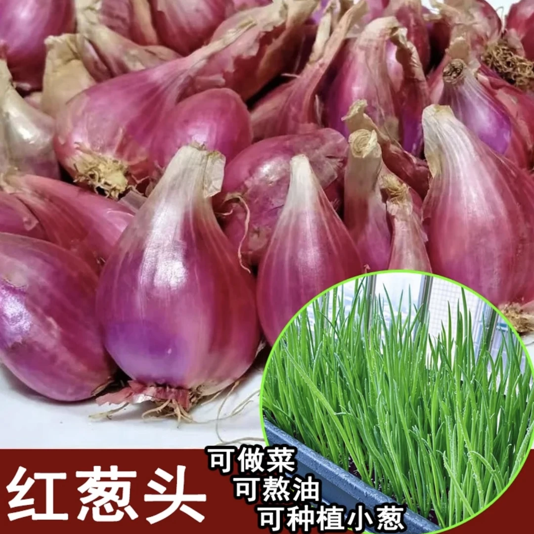 四季小香葱种头四川葱种葱种子种籽小葱葱头红葱本地火葱头种批发