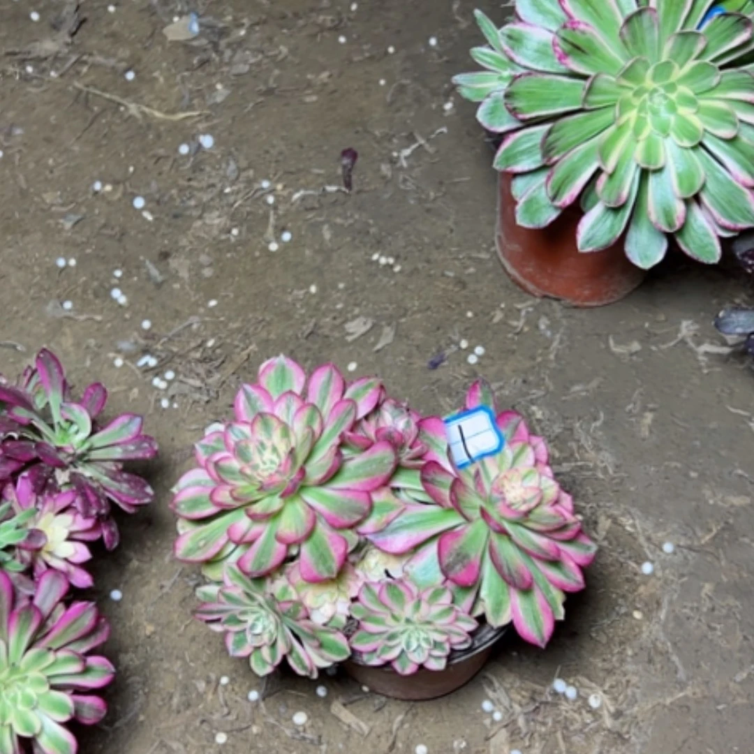 【闪购商品】练*姐多肉植物万白1