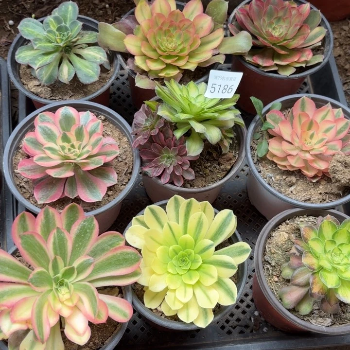 9颗多肉法师5186