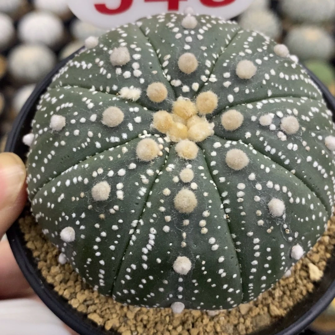 548海星体花园兜福利