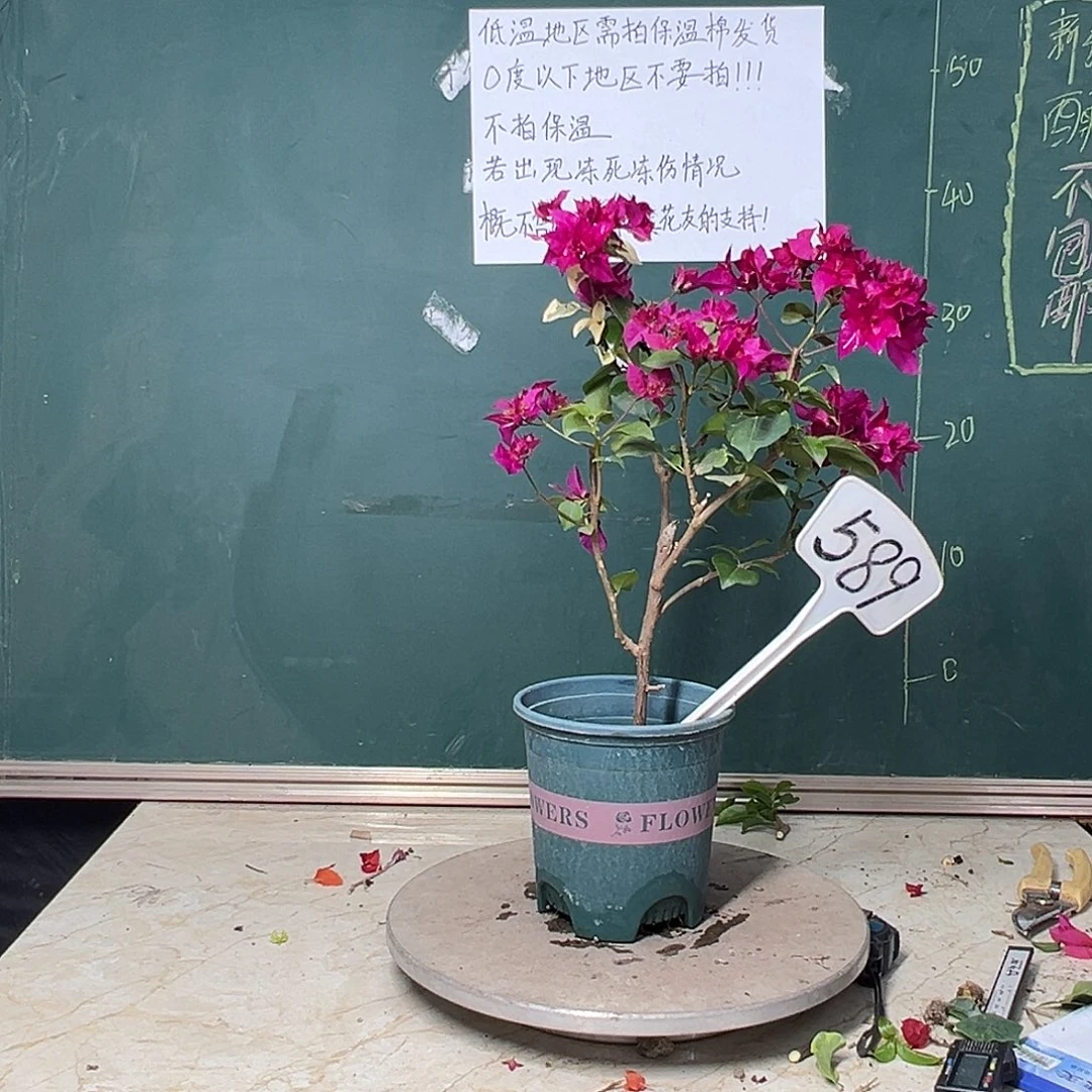 完全开放重瓣枣红 有变异 589