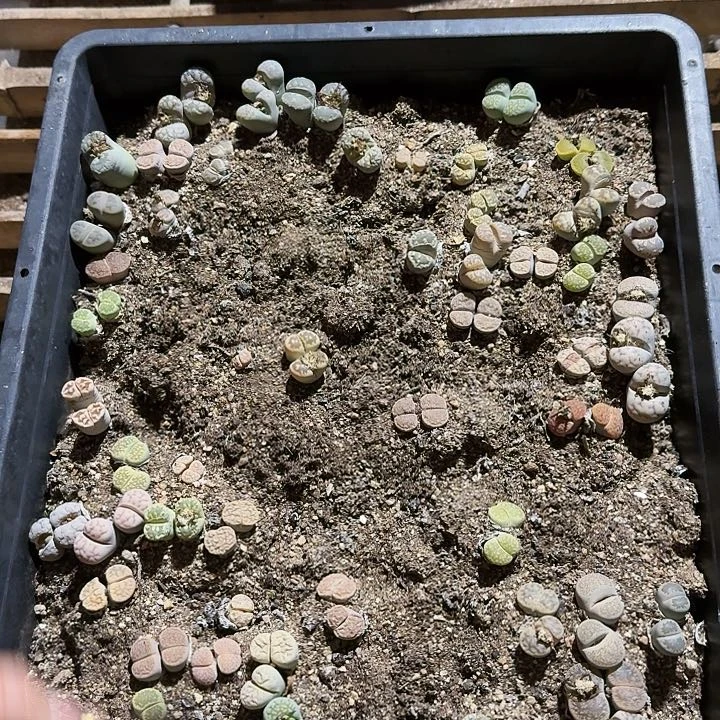 生石花1111。    573