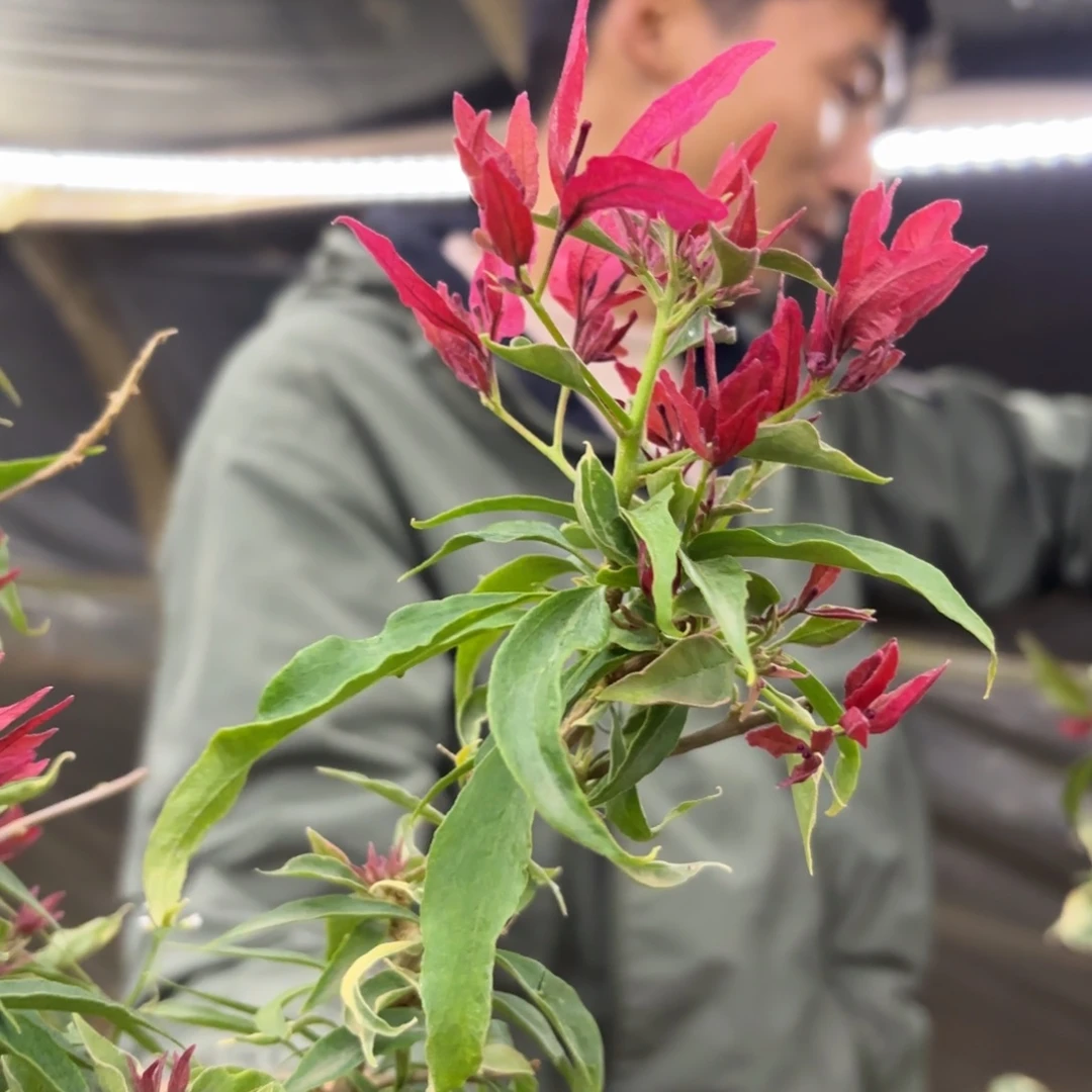 全部花苞（红蝶）三角梅会落花落叶会光杆苗有大有小