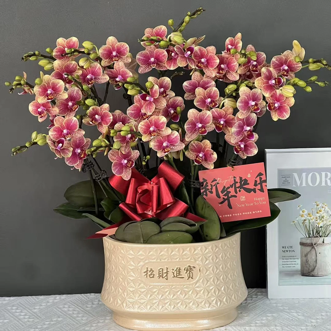 多彩优选（聚宝盆）橙红色中花财源滚滚好养蝴蝶兰鲜花花卉