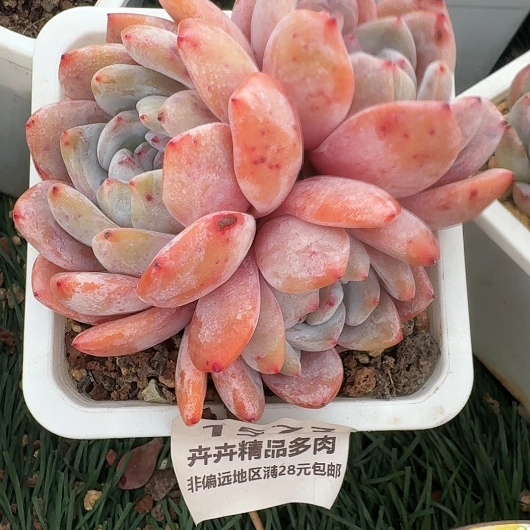 卉卉精品多肉 非佛远地区清28元包肉