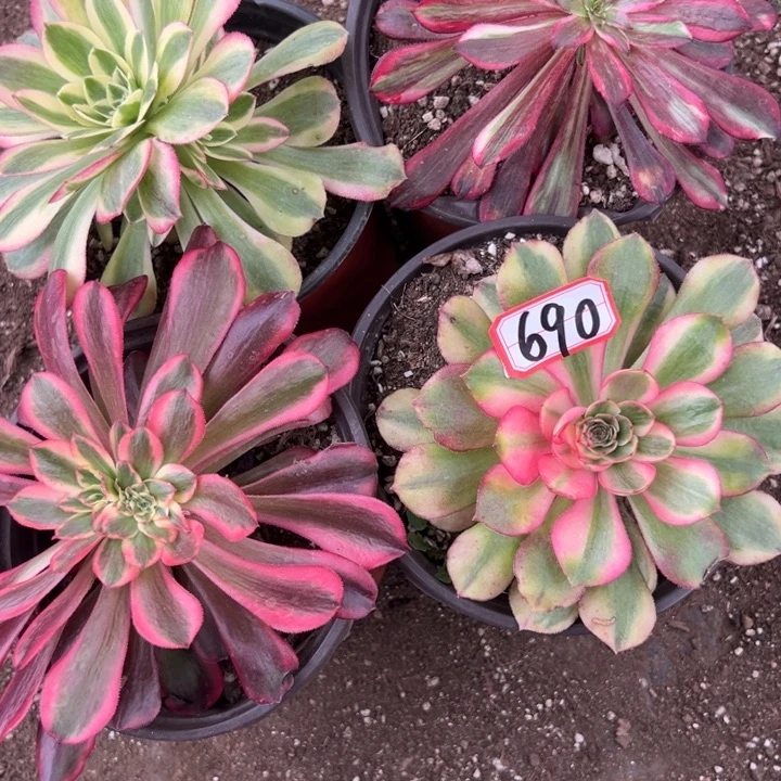 多肉植物690不售后