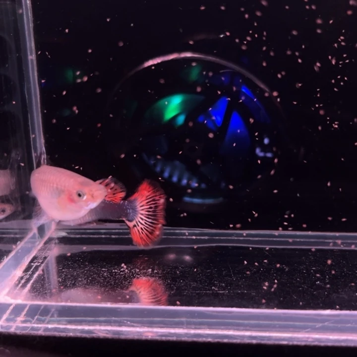 孔雀鱼半月尾小细纹1对