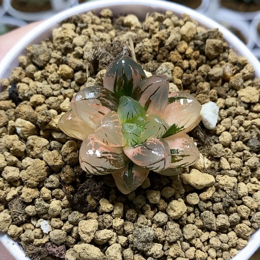 【闪购商品】83实生