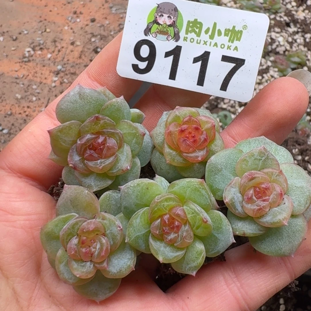 X***S多肉植物多肉植物